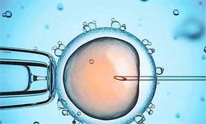 t卵p怀跟p有关系吗_拉拉可以生小孩吗_两个同性怎么试管宝宝_胚胎停育怎么办